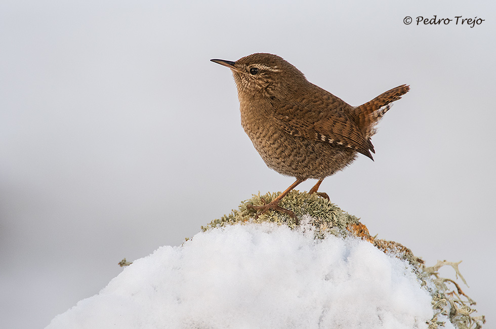 Chochin (Troglodytes troglodytes)